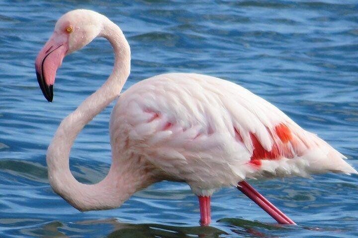 flamingo trike