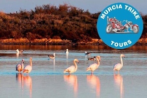 The Majestic Flamingo Tour - (2 hours, minimum of 2 passenger)