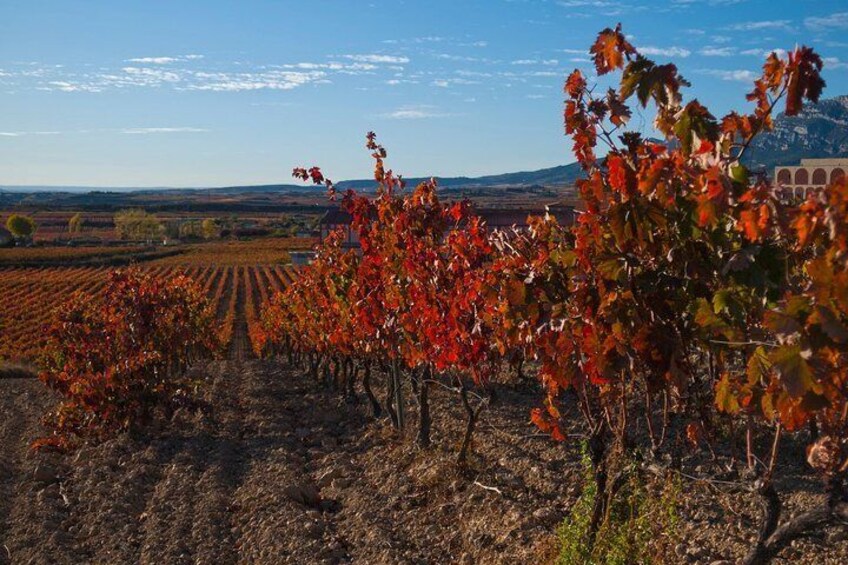 Wineyards in La Rioja