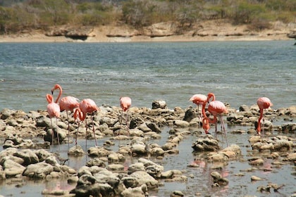 Flamingo & Mangrove Trip with Local Guide