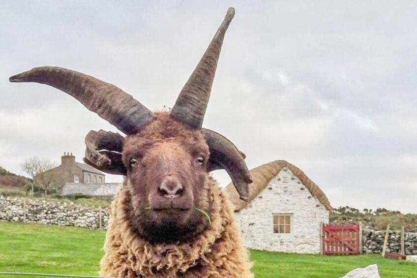 One Lonely Loaghtan