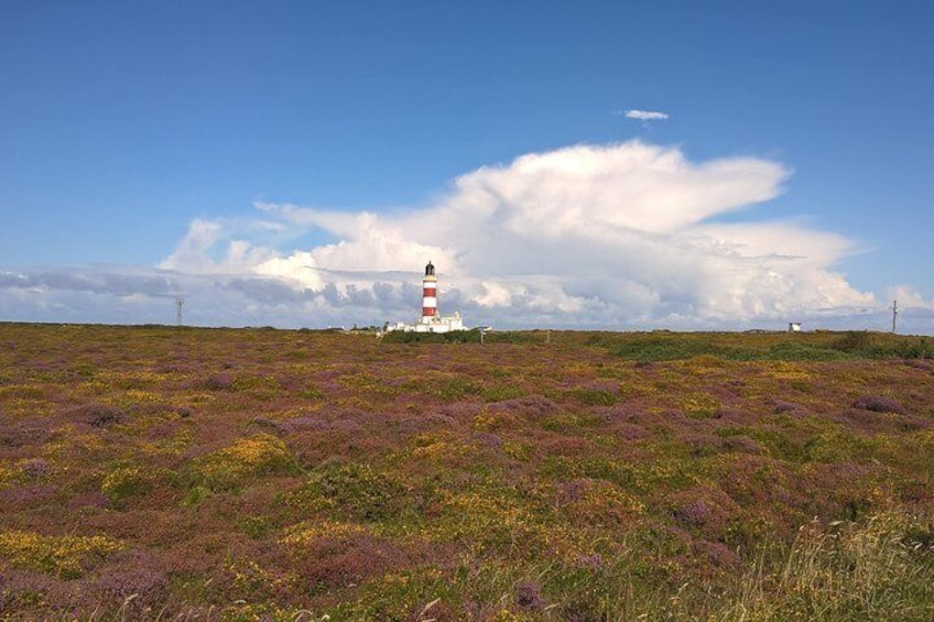 Heather and Gorse at the Point of Ayre 