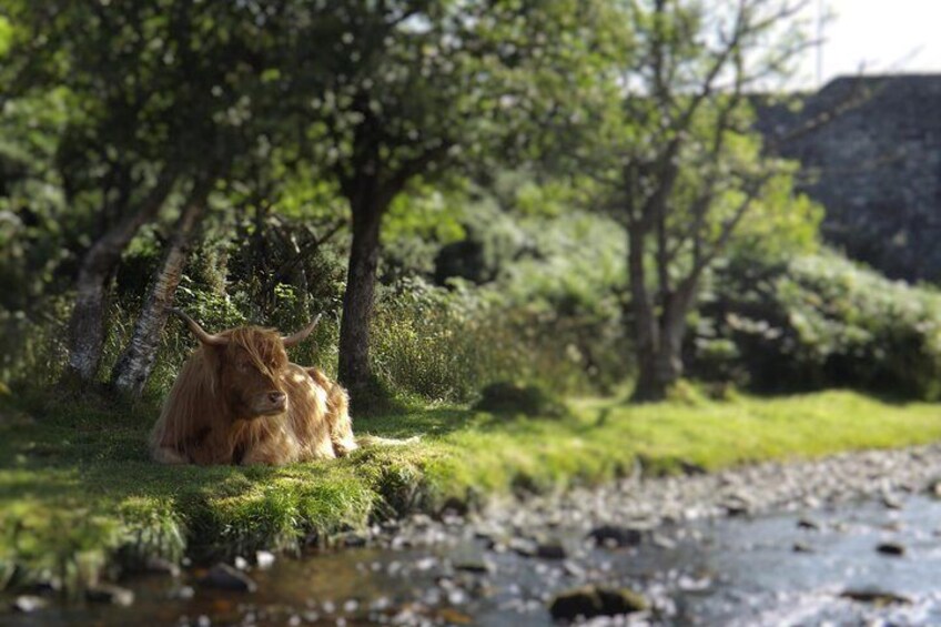 Highland Cow