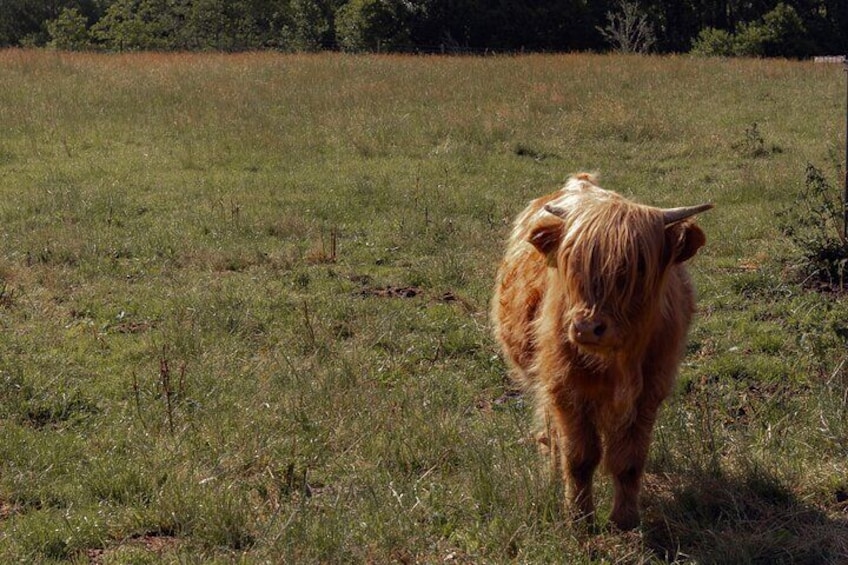 Baby Highland Cow