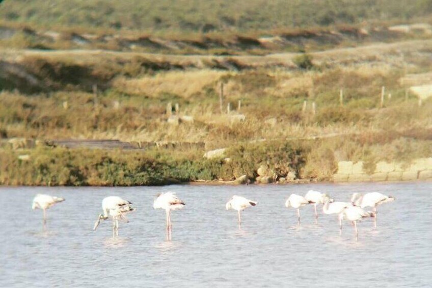 Private tour to the salt pans of Trapani