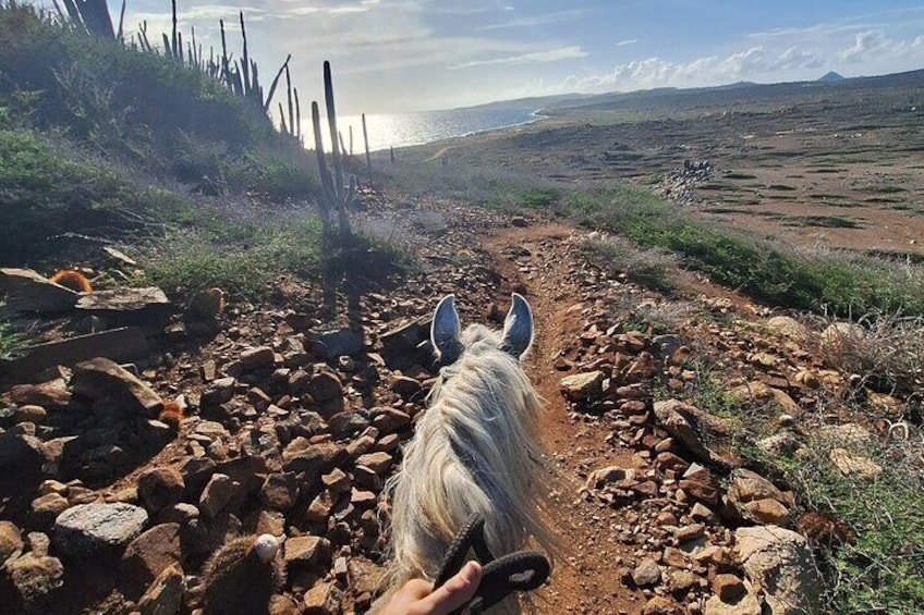 Aruba Private, 2 Hour Horseback Riding Tour For Advanced Riders