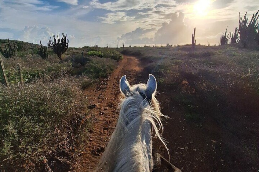 Aruba Horseback Riding Tour For Advanced Riders