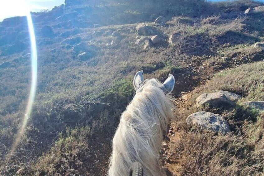 Aruba Horseback Riding Tour For Advanced Riders