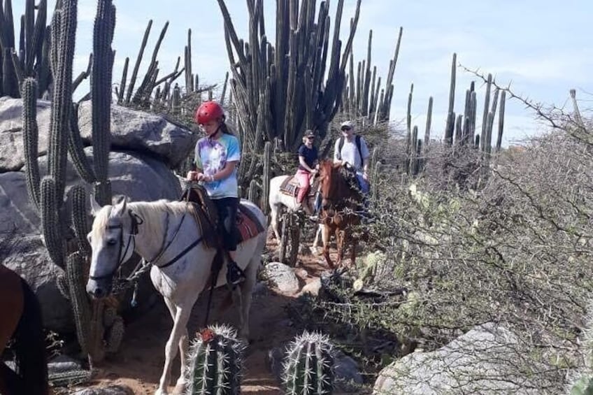 Aruba Horseback Riding Tour to Urirama Cove