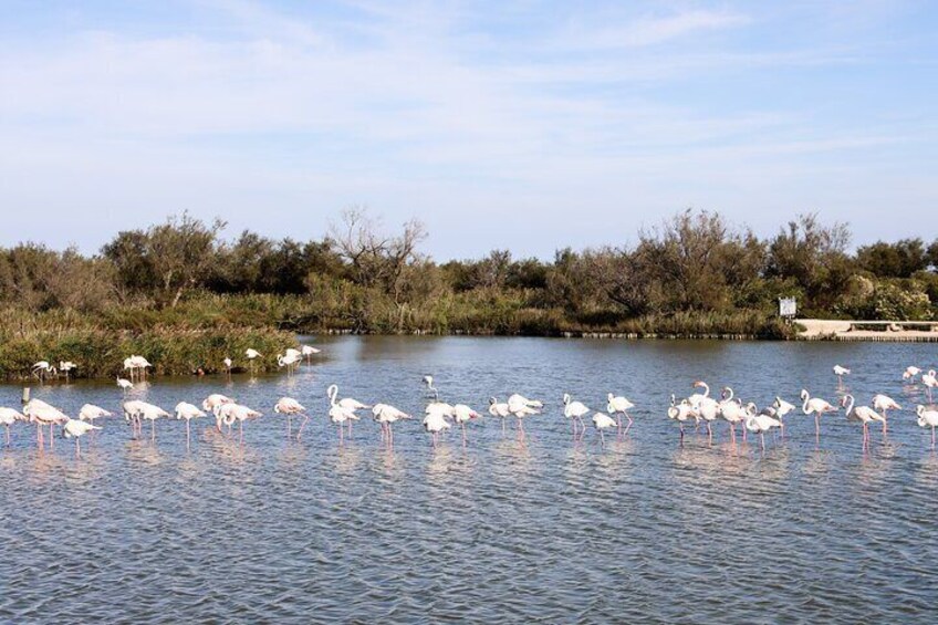 Historic Arles, the wild windswept beaches of the Camargue & Les Saintes Maries