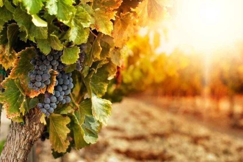 Etna wine grapes