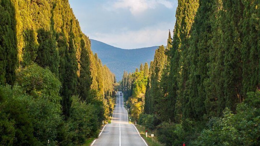 Bolgheri Avenue