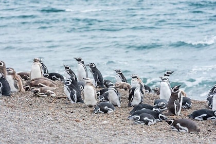 Cruise Shore Excursion Ea San Lorenzo Peninsula Valdes - Patagonia - Argent...