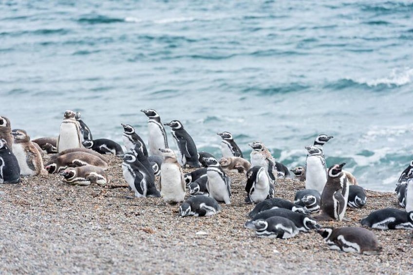 Peninsula Valdes & Estancia San Lorenzo, Magellan Penguins