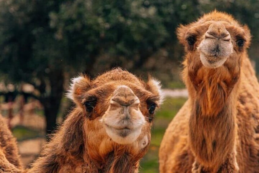 8D 7N Merzouga Desert Tour From Marrakech By Chefchaouen Ending In Casablanca