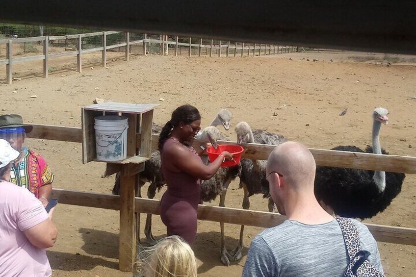 are you brave enough to feed a ostrich 