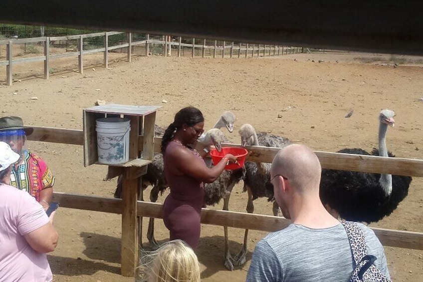 are you brave enough to feed a ostrich 