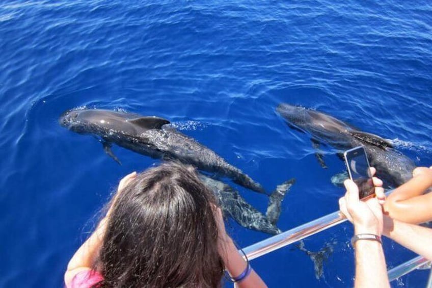 Dolphins near Roseau