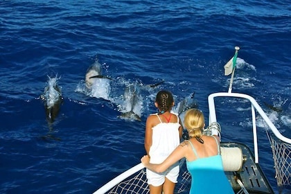 Waitukubuli Dolphin and Whale Watch in Dominica