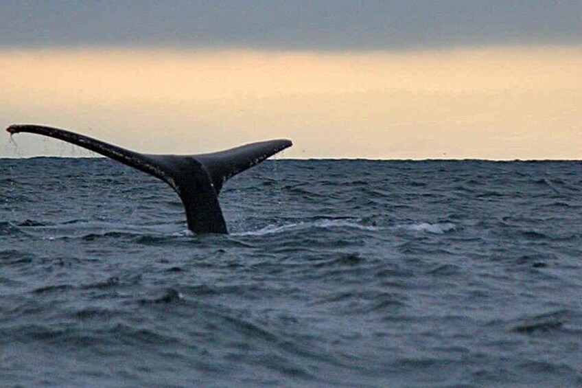 Waitukubuli Dolphin and Whale Watch in Dominica