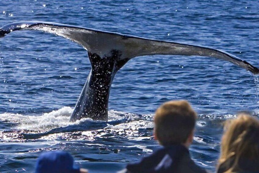 Waitukubuli Dolphin and Whale Watch in Dominica