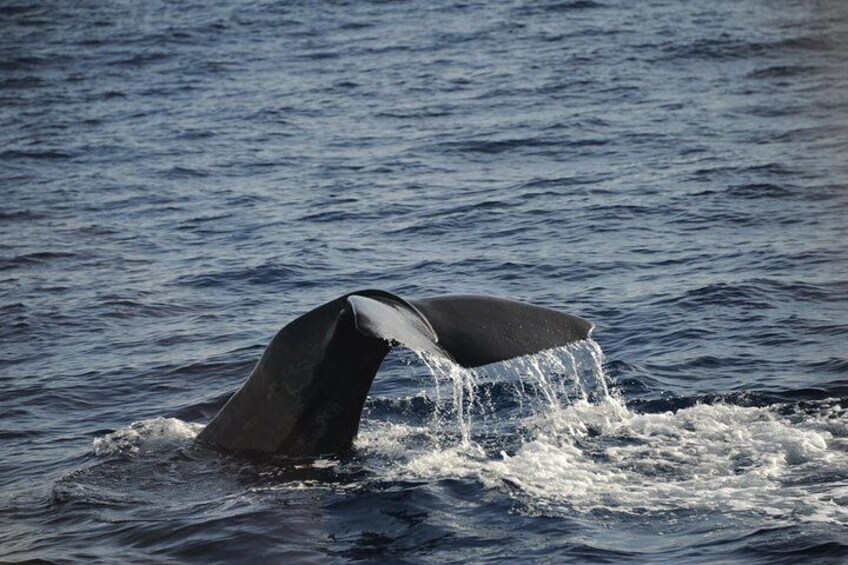 Dominican Sperm Whale 