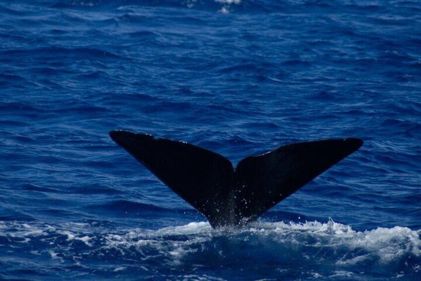 Sperm Whales off Roseau 