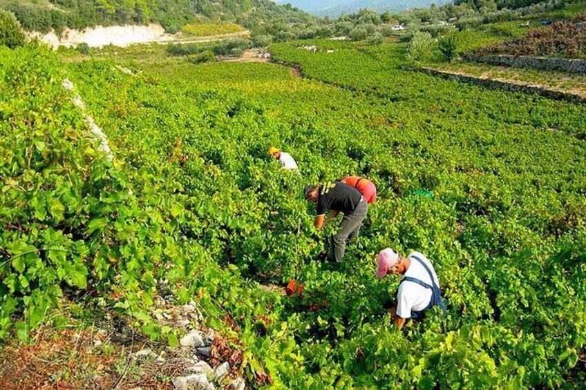 Peljesac Vineyards - Private Excursion from Dubrovnik with Mercedes Vehicle