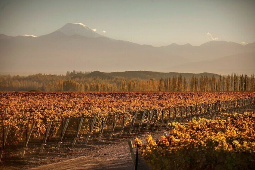 Mendoza Malbec Experience