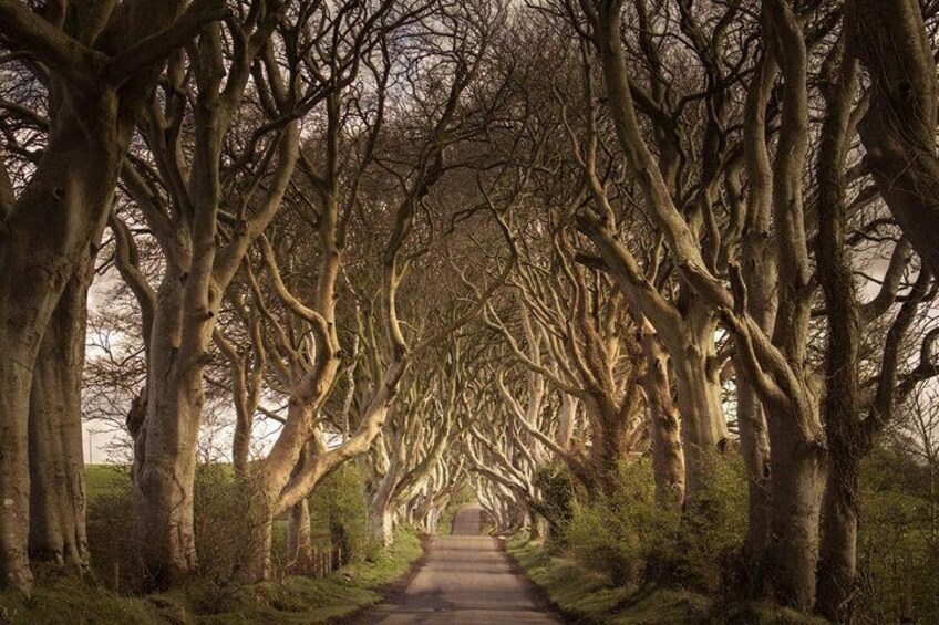 The Dark Hedges - Giant's Causeway Experiences