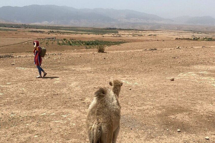  Desert Agafay and Atlas Mountains Day Tour & Camel ride From Marrakech