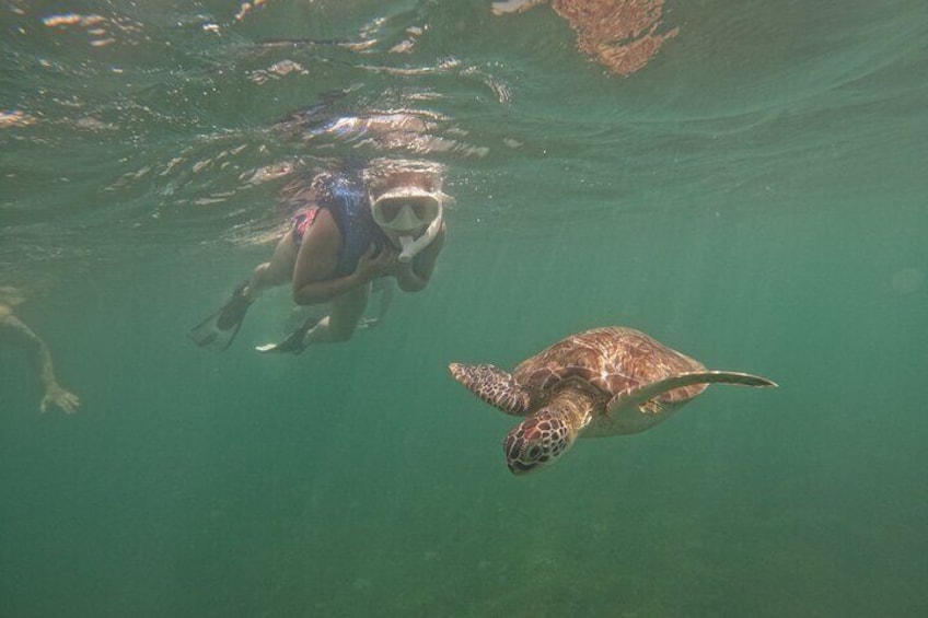 San Juan Turtle Spotting Snorkel Adventure with Videos