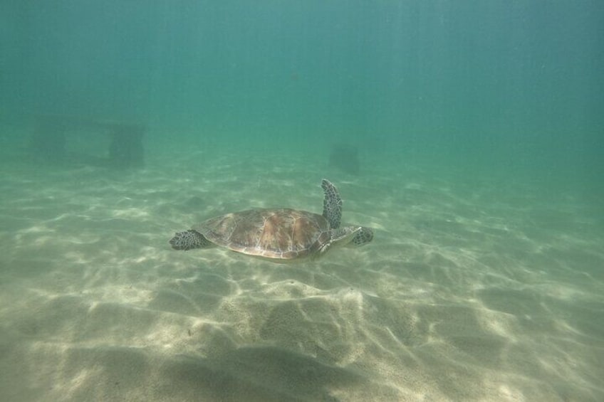 San Juan Turtle Spotting Snorkel Adventure with Videos