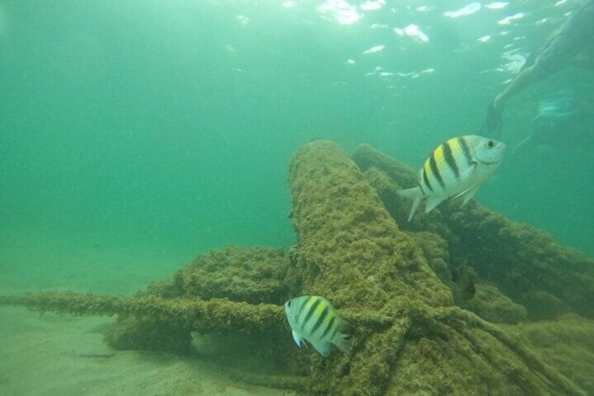 San Juan Turtle Spotting Snorkel Adventure with Videos