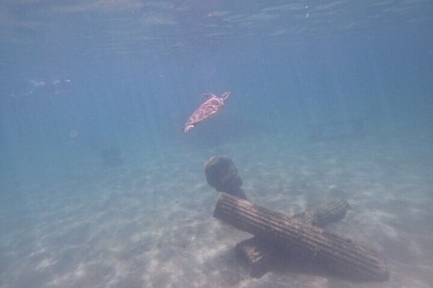 San Juan Turtle Spotting Snorkel Adventure with Videos