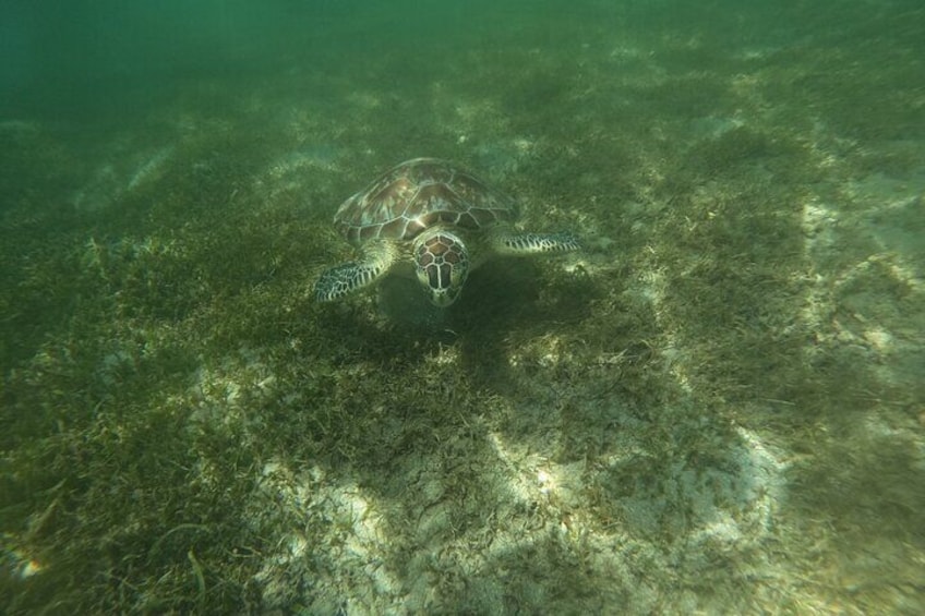 Puerto Rico Jet Snorkel with Turtles and Videos in San Juan