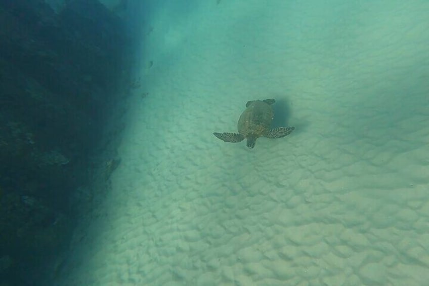 San Juan Jet Snorkel with Turtles and Videos