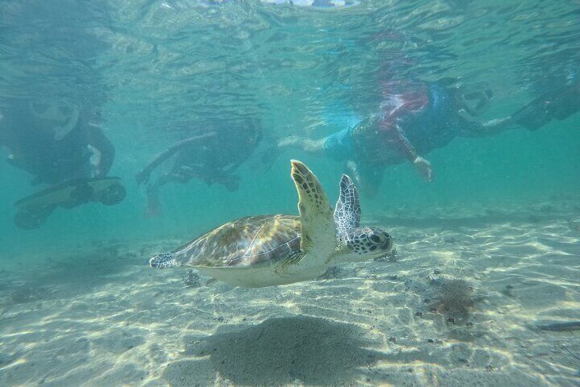 Puerto Rico Jet Snorkel with Turtles and Videos in San Juan