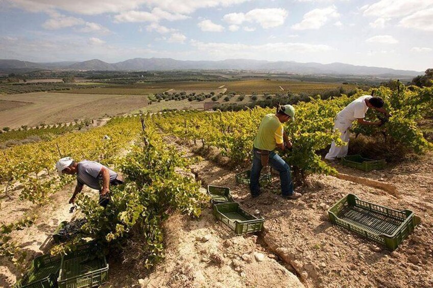 Cagliari Shore Excursion: Wine and Cheese Tasting