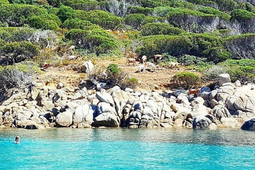 Cagliari Shore Excursion: Amazing Hidden Beaches Jeep Tour