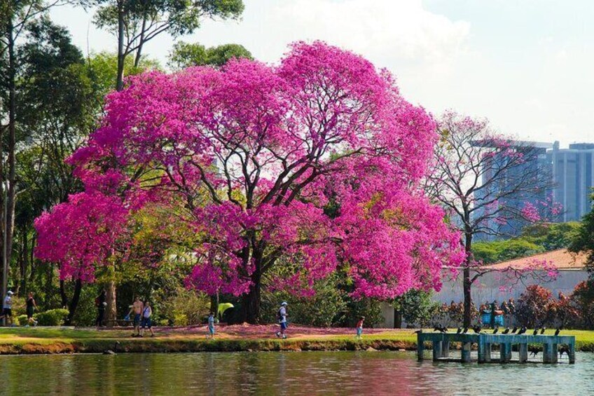 Santos Shore Excursion: Sao Paulo Full Day City Tour