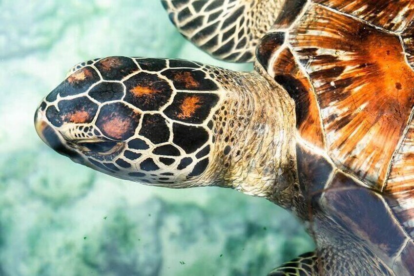 Salaam Cave Zanzibar (Turtles Santuary) 