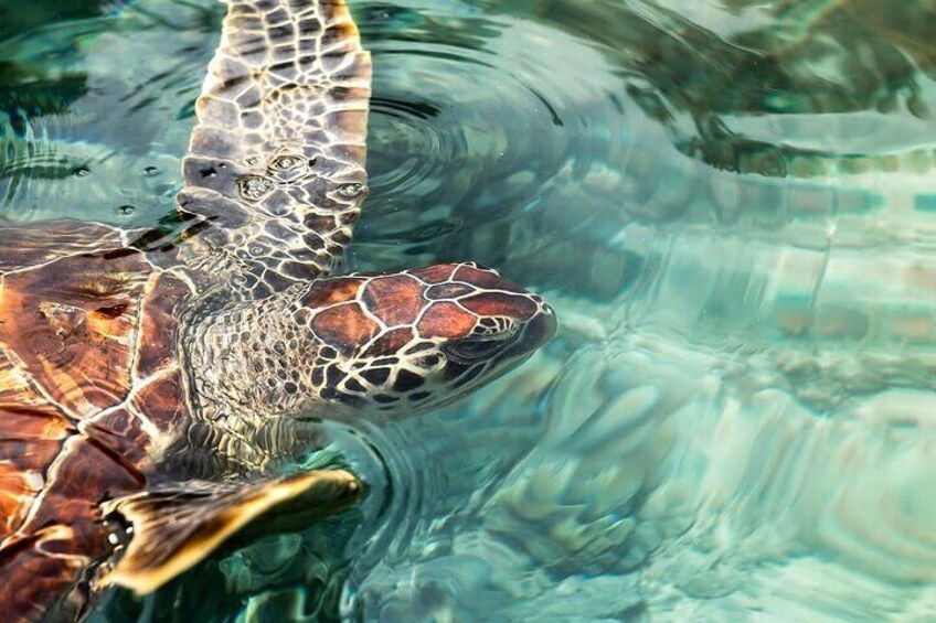 Salaam Cave Zanzibar (Turtles Santuary) 