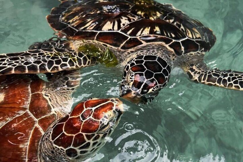 Salaam Cave Zanzibar (Turtles Santuary) 