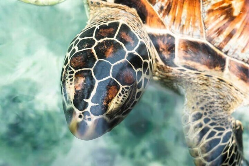 Salaam Cave Zanzibar (Turtles Santuary) 