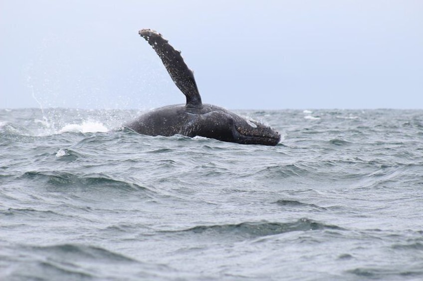 whale watching