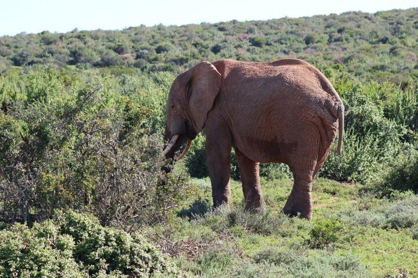 Chintsa to Addo Photo Safari