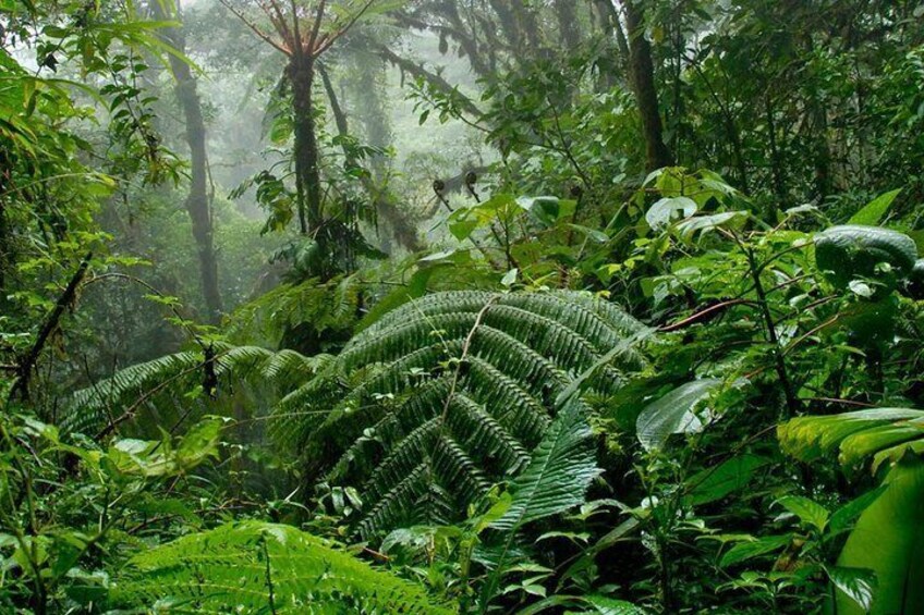 Monteverde Cloud Forrest