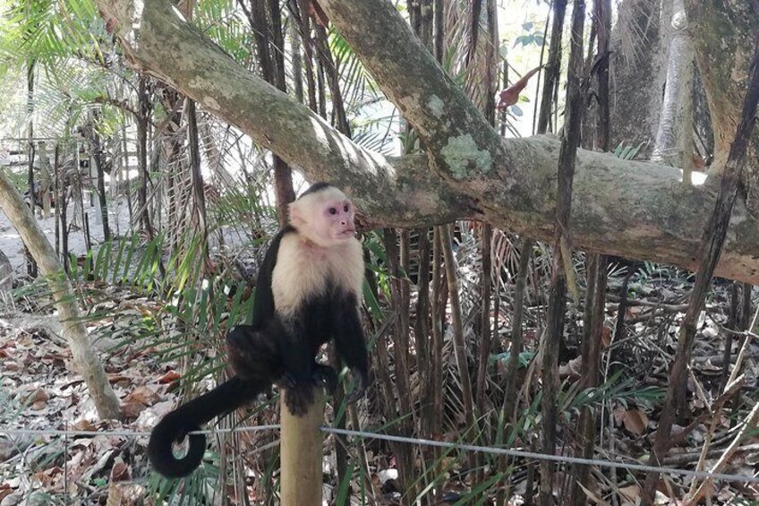 White Face Monkey, Manuel Antonio National, Park 