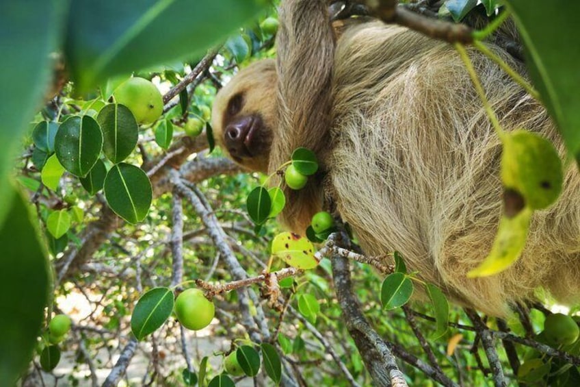 Sloth in Manuel Antonio National Park